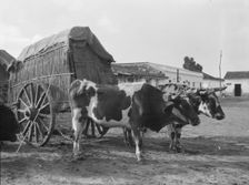 Travel views of Cuba and Guatemala, between 1899 and 1926. Creator: Arnold Genthe