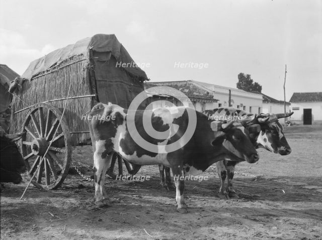 Travel views of Cuba and Guatemala, between 1899 and 1926. Creator: Arnold Genthe.