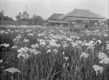 Travel views of Japan and Korea, 1908. Creator: Arnold Genthe