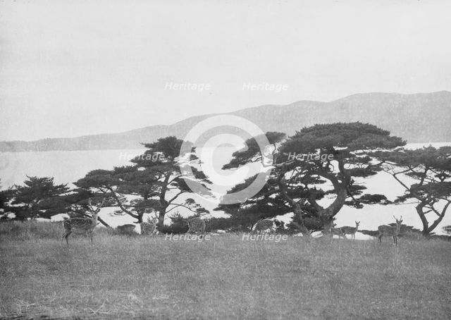 Travel views of Japan and Korea, 1908. Creator: Arnold Genthe.