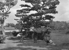 Travel views of Japan and Korea, 1908. Creator: Arnold Genthe