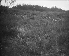 Travel views of Japan and Korea, 1908. Creator: Arnold Genthe