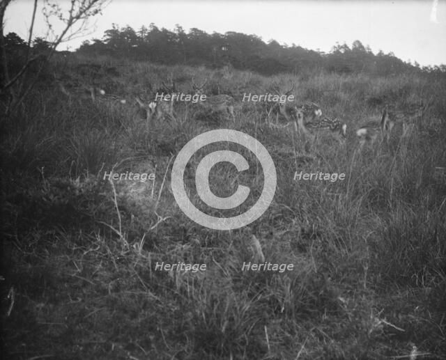 Travel views of Japan and Korea, 1908. Creator: Arnold Genthe.