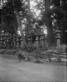 Travel views of Japan and Korea, 1908. Creator: Arnold Genthe