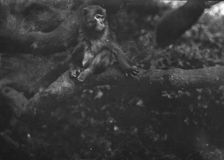 Travel views of Japan and Korea, 1908. Creator: Arnold Genthe