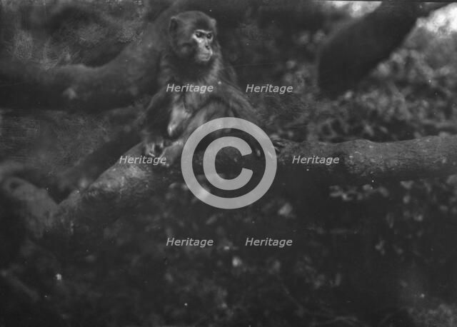 Travel views of Japan and Korea, 1908. Creator: Arnold Genthe.