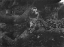 Travel views of Japan and Korea, 1908. Creator: Arnold Genthe