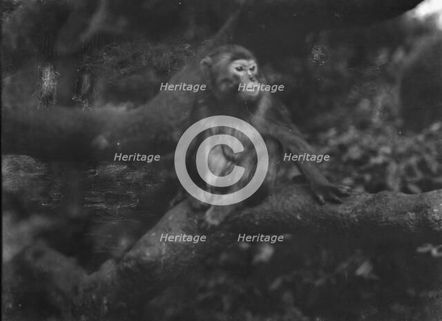 Travel views of Japan and Korea, 1908. Creator: Arnold Genthe.