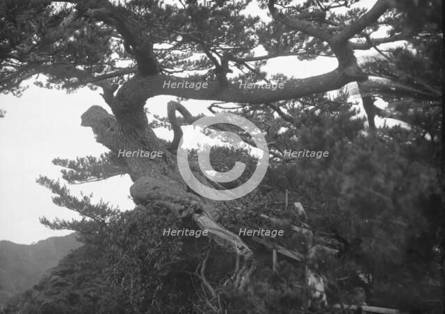 Travel views of Japan and Korea, 1908. Creator: Arnold Genthe.