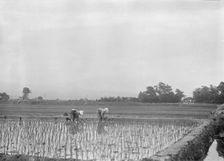 Travel views of Japan and Korea, 1908. Creator: Arnold Genthe
