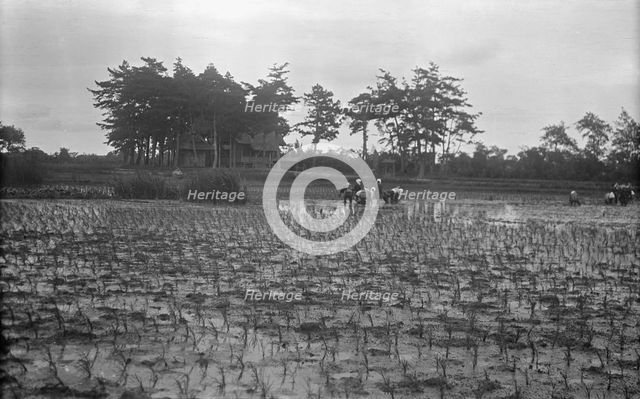 Travel views of Japan and Korea, 1908. Creator: Arnold Genthe.