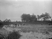 Travel views of Japan and Korea, 1908. Creator: Arnold Genthe