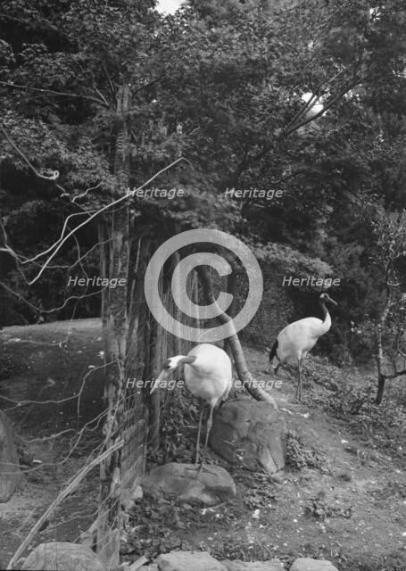 Travel views of Japan and Korea, 1908. Creator: Arnold Genthe.