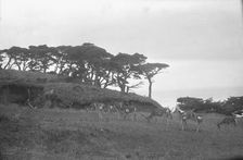 Travel views of Japan and Korea, 1908. Creator: Arnold Genthe