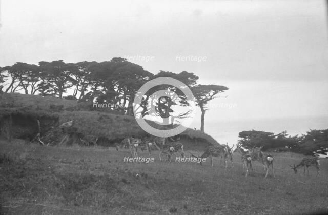 Travel views of Japan and Korea, 1908. Creator: Arnold Genthe.