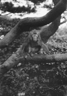 Travel views of Japan and Korea, 1908. Creator: Arnold Genthe