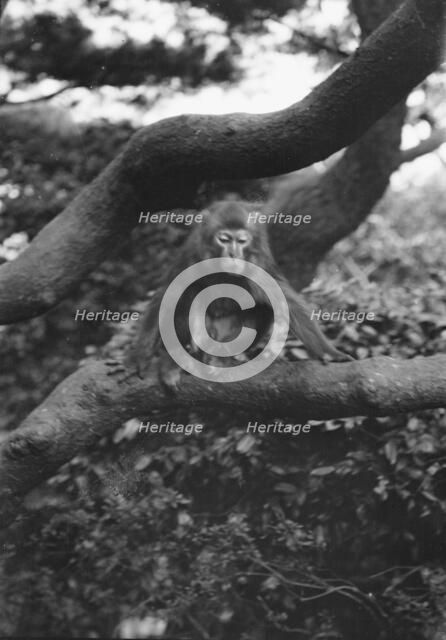 Travel views of Japan and Korea, 1908. Creator: Arnold Genthe.