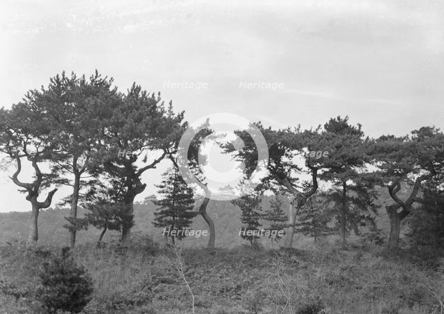 Travel views of Japan and Korea, 1908. Creator: Arnold Genthe.