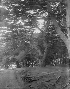 Travel views of Japan and Korea, 1908. Creator: Arnold Genthe