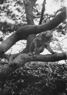 Travel views of Japan and Korea, 1908. Creator: Arnold Genthe