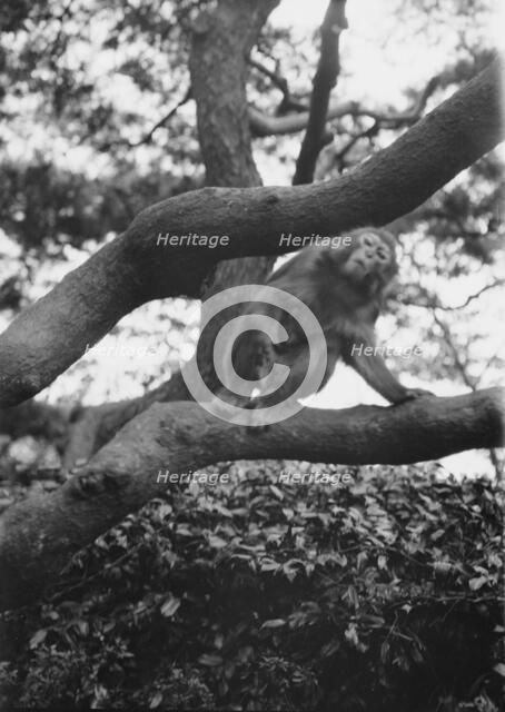 Travel views of Japan and Korea, 1908. Creator: Arnold Genthe.