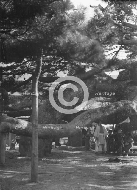 Travel views of Japan and Korea, 1908. Creator: Arnold Genthe.