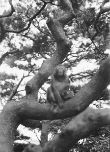 Travel views of Japan and Korea, 1908. Creator: Arnold Genthe
