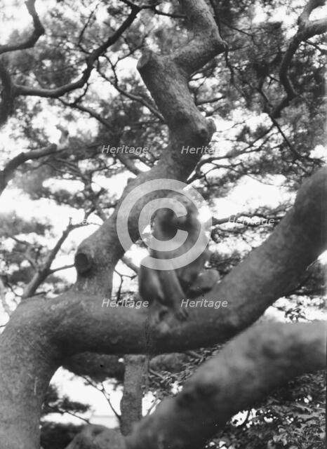 Travel views of Japan and Korea, 1908. Creator: Arnold Genthe.