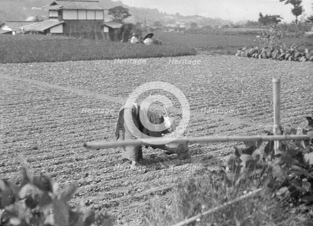 Travel views of Japan and Korea, 1908. Creator: Arnold Genthe.