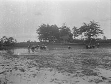 Travel views of Japan and Korea, 1908. Creator: Arnold Genthe