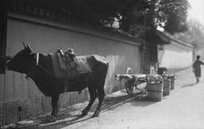 Travel views of Japan and Korea, 1908. Creator: Arnold Genthe