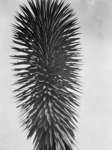 Travel views of the American Southwest, between 1899 and 1928. Creator: Arnold Genthe