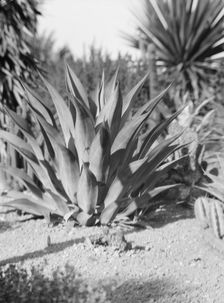 Travel views of the American Southwest, between 1899 and 1928. Creator: Arnold Genthe