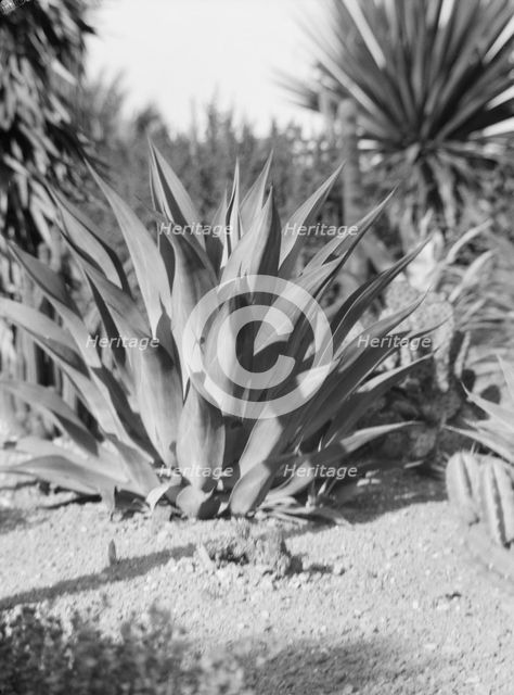 Travel views of the American Southwest, between 1899 and 1928. Creator: Arnold Genthe.