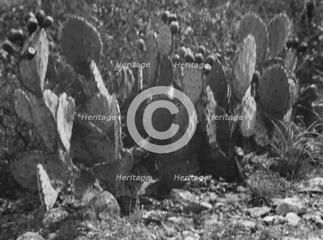 Travel views of the American Southwest, between 1899 and 1928. Creator: Arnold Genthe.