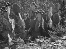 Travel views of the American Southwest, between 1899 and 1928. Creator: Arnold Genthe