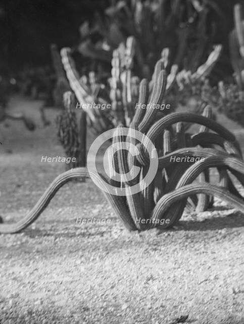 Travel views of the American Southwest, between 1899 and 1928. Creator: Arnold Genthe.