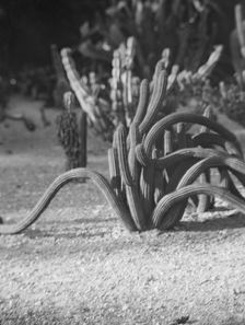 Travel views of the American Southwest, between 1899 and 1928. Creator: Arnold Genthe