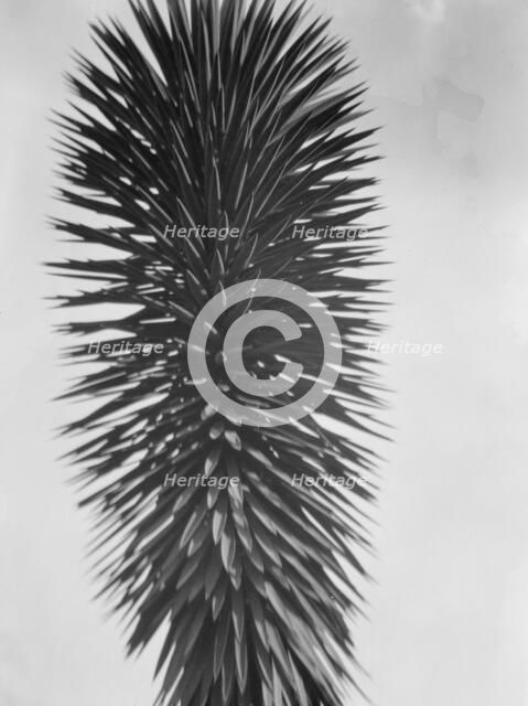 Travel views of the American Southwest, between 1899 and 1928. Creator: Arnold Genthe.