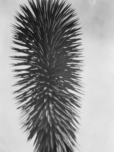 Travel views of the American Southwest, between 1899 and 1928. Creator: Arnold Genthe