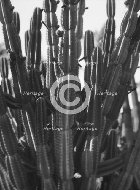 Travel views of the American Southwest, between 1899 and 1928. Creator: Arnold Genthe.