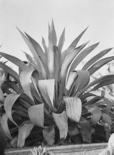 Travel views of the American Southwest, between 1899 and 1928. Creator: Arnold Genthe
