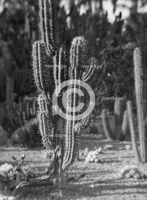 Travel views of the American Southwest, between 1899 and 1928. Creator: Arnold Genthe.