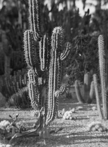 Travel views of the American Southwest, between 1899 and 1928. Creator: Arnold Genthe