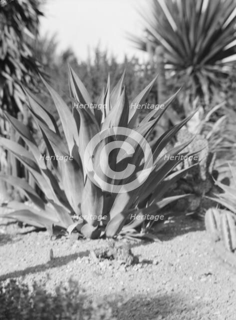 Travel views of the American Southwest, between 1899 and 1928. Creator: Arnold Genthe.