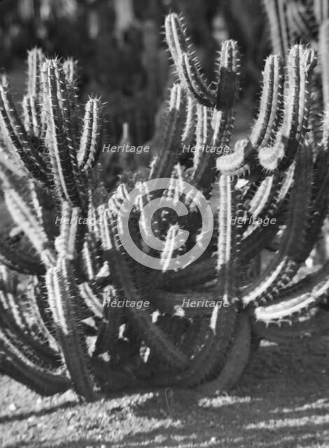 Travel views of the American Southwest, between 1899 and 1928. Creator: Arnold Genthe.