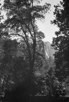 Travel views of Yosemite National Park, between 1903 and 1906. Creator: Arnold Genthe