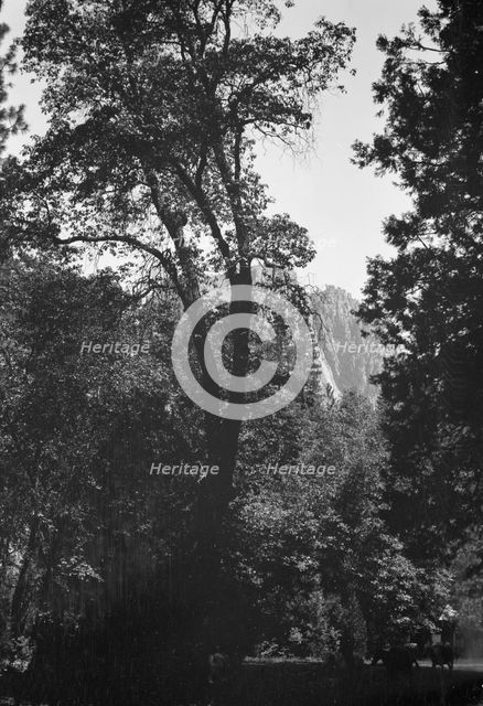 Travel views of Yosemite National Park, between 1903 and 1906. Creator: Arnold Genthe.