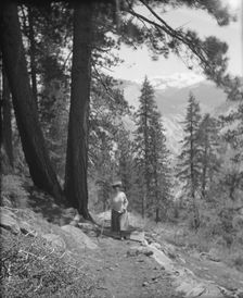 Travel views of Yosemite National Park, between 1903 and 1906. Creator: Arnold Genthe