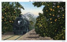 Traveling through the Orange Groves in California USA, 1924